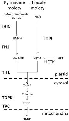 Divisions of labor in the thiamin biosynthetic pathway among organs of maize